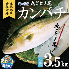 【ふるさと納税】＜すぐ届く！＞＜10営業日以内に発送！＞鹿児島県垂水市産カンパチ『海の桜勘』まるごと1尾 (3.5kg以上) 冷蔵 魚 魚介 海鮮 カンパチ かんぱち 勘八 1本 刺身 しゃぶしゃぶ あら煮 国産 鹿児島産 垂水【垂水市漁業協同組合】C3-0102