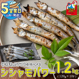 yӂ邳Ɣ[Łz͂IRc̃VVp[ v1.2kg(120g×10P) qӂƂ q  VV VVp[  X  Ⓚ   syRc