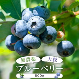 【ふるさと納税】ブルーベリー 冷凍 100g × 8 パック 800g 無農薬 国産 果物 大粒 フルーツ くだもの ベリー 送料無料 近藤農園 鹿児島 薩摩川内市【7月中旬より順次発送】
