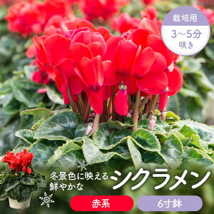yӂ邳Ɣ[ŁzVN(Ԍn)6@͔|p3`5炫@VN  5.5 VN Ԕ ͔|p   sN ~̒ {ꉀ|  Fs 