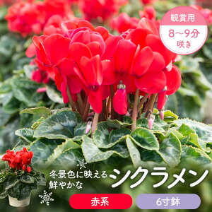 yӂ邳Ɣ[ŁzVNiԌnj6 Ϗܗp8`9炫 VN  Ԍn 6 VN Ԕ Ϗܗp   sN ~̒ {ꉀ|  Fs 