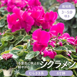 yӂ邳Ɣ[ŁzVN(n)6@͔|p3`5炫@VN  5.5 VN Ԕ ͔|p   sN ~̒ {ꉀ|  Fs 