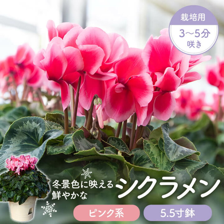 楽天市場 ふるさと納税 シクラメン ピンク系 5 5寸鉢 栽培用3 5分咲き シクラメン 鉢花 5 5寸鉢 ピンク系 鹿児島県 薩摩川内市 送料無料 鹿児島県薩摩川内市