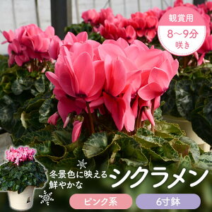 yӂ邳Ɣ[ŁzVNisNnj6 Ϗܗp8`9炫 VN  sNn 6 VN Ԕ Ϗܗp   sN ~̒ {ꉀ|  Fs 