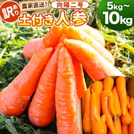 【ふるさと納税】【選べる容量】【先行予約】【訳あり】農家直送！ 土付き 人参 （向陽二） 5kg or 10kg にんじん ニンジン 西洋ニンジン 西洋人参 土付き人参 向陽二号 向陽2号 国産 野菜 鹿児島県 薩摩川内市 送料無料 【2026年12月発送予定】