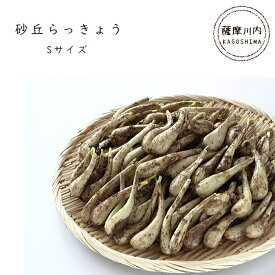 【ふるさと納税】【先行予約】鹿児島県産砂丘らっきょう Sサイズ 4kg 【数量限定】 AS-2107 らっきょう ラッキョウ 砂丘 唐浜産 鹿児島産 鹿児島県産 九州産 国産 鹿児島県 薩摩川内市 送料無料 おひさまとくだもの