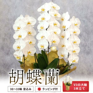 yӂ邳Ɣ[Łz Ӓ V33{ 30~33 Q bsOt j Mtg ԗ JXj ̓ hV̓  Ε  Fs 