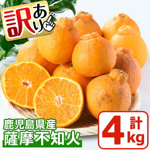 yӂ邳Ɣ[Łzs\tI2026N1{`2{܂ł̊Ԃɔs󂠂IԁEʌtYIFsm(4kg) ݂ ~J  sm ʂ  k t