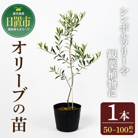 【ふるさと納税】オリーブの苗(1本)鹿児島県産 苗 観葉植物 オリーブ 国産 シンボルツリー 庭木 内祝い ギフト 贈答 プレゼント 観賞 苗木 オリーブの木【鹿児島オリーブ】