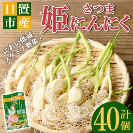 【ふるさと納税】鹿児島県産 さつま姫にんにく(20個×2袋・計40個)国産 九州産 鹿児島 にんにく ひげにんにく ニンニク 調味料 【新川園芸】