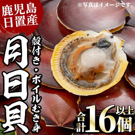 【ふるさと納税】《期間・数量限定！》江口浜の月日貝セット！殻付き(6枚入×1P)・ボイルむき身(5～6個×2P) 鹿児島 貝 つきひがい ツキヒガイ 魚介 国産 フライ 天ぷら バター焼き【江口漁業協同組合】