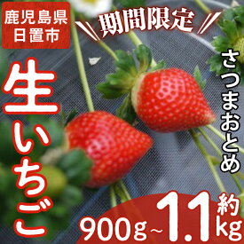 【ふるさと納税】 ＜先行予約受付中！容量選べる！＞鹿児島県産生いちご！さつまおとめ(計約900g/約1.1kg) 国産 九州産 いちご 苺 イチゴ フルーツ 果物 果実 楽天限定【片平観光農園】