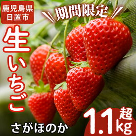 【ふるさと納税】《先行予約受付中！》 鹿児島県産生いちご、さがほのか(計約1.1kg・2P×2箱) 国産 九州産 苺 イチゴ 減農薬 フルーツ 果物 果実【片平観光農園】