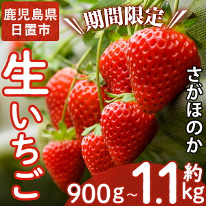 �y�ӂ邳�Ɣ[�Łz ����s�\���t���I�e�ʑI�ׂ�I�����������Y���������I�����ق̂�(�v��900g/��1.1kg) ���Y ��B�Y ������ � �C�`�S �t���[�c �ʕ� �ʎ� �y�V����y�Е��ό��_���z