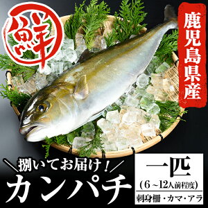 魚 カマの人気商品 通販 価格比較 価格 Com