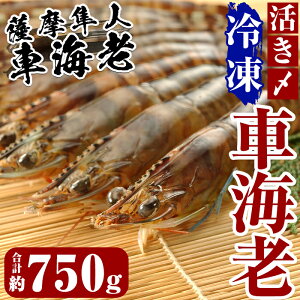yӂ邳Ɣ[ŁzYⓀԊCVuFlԊCVvv750g(125g×6pbN) Ⓚ Gr  CV ԊCV ܂  ^pbN }Ⓚ hgyMBCJz