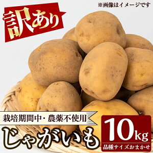 yӂ邳Ɣ[Łzs󂠂tႪ10kg WKC i ܂ 󂠂 s 񂵂Ⴍ  [NC ł     y^Nz