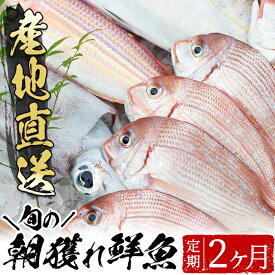 楽天市場 活魚の通販 楽天市場 活魚の通販