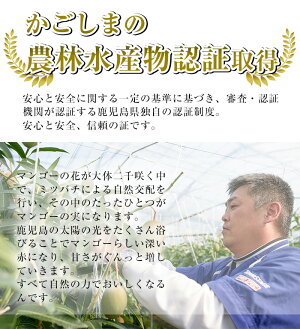 【ふるさと納税】マンゴー2玉