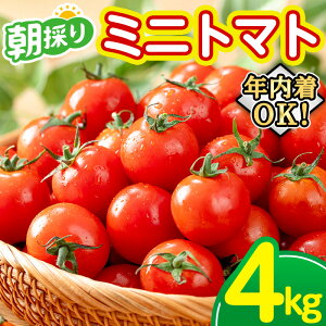 yӂ邳Ɣ[Łz_12/21܂ŔNz^sԌt~jg}g (4kg) Y Y g}g ~jg}g  ₳  VN ̂ ̂ { Ԍ T_ ٓ Nz N