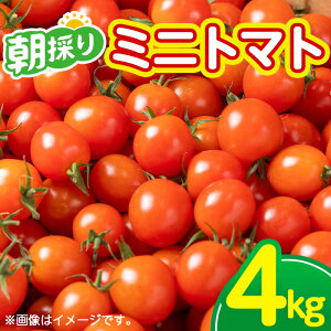 yӂ邳Ɣ[Łzs\tI2025N10{菇\聄sԌt~jg}g (4kg) Y Y g}g ~jg}g  ₳  VN ̂ ̂ { Ԍ