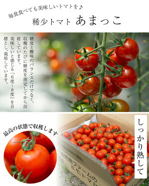 【ふるさと納税】稀少ミニトマトあまっこ絶妙な糖度と酸味のバランス!大容量3kg【オリザ鹿児島ファーム】