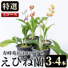 【ふるさと納税】＜数量限定＞寿峰苑特選えびね蘭(Aコース)店主のおすすめのえびね蘭の苗を3〜4本お届けいたします！【寿峰苑】