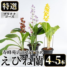【ふるさと納税】＜数量限定＞寿峰苑特選えびね蘭(プラチナコース)店主のおすすめのえびね蘭の苗を4〜5本お届けいたします！【寿峰苑】