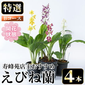 【ふるさと納税】＜先行予約受付中！＞寿峰苑特選えびね蘭 店主おすすめBコース≪開花状態・4本≫ 花 お花 鉢花 生花 蘭 ラン えびね蘭 【寿峰苑】