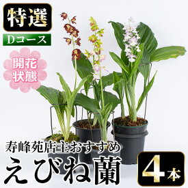 【ふるさと納税】＜先行予約受付中！＞寿峰苑特選えびね蘭 店主おすすめDコース≪開花状態・4本≫ 花 お花 鉢花 生花 蘭 ラン えびね蘭 【寿峰苑】