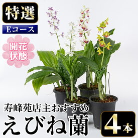 【ふるさと納税】＜先行予約受付中！＞寿峰苑特選えびね蘭 店主おすすめEコース≪開花状態・4本≫ 花 お花 鉢花 生花 蘭 ラン えびね蘭 【寿峰苑】