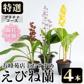 【ふるさと納税】＜先行予約受付中！＞寿峰苑特選えびね蘭 店主おすすめプラチナコース≪開花状態・4本≫ 花 お花 鉢花 生花 蘭 ラン えびね蘭 【寿峰苑】