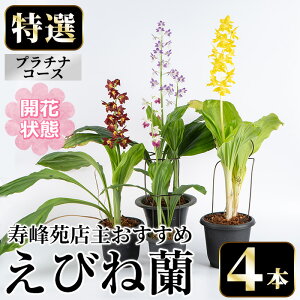 【ふるさと納税】<先行予約受付中!>寿峰苑特選えびね蘭 店主おすすめプラチナコース≪開花状態・4本≫ 花 お花 鉢花 生花 蘭 ラン えびね蘭 【寿峰苑】