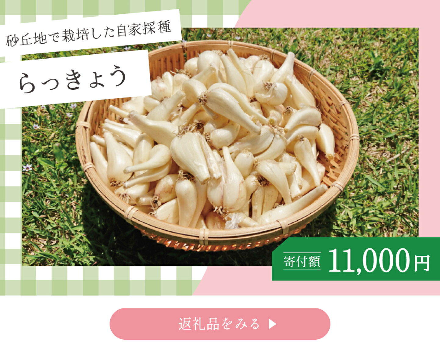 楽天市場 | 鹿児島県南さつま市 - シャキシャキ＆甘みたっぷり。吹上浜 