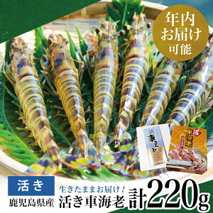 yӂ邳Ɣ[ŁzN͂ Y VN ԊCV 220g  N}Gr CN hg g VՂ 삳܎s  Nz N w\