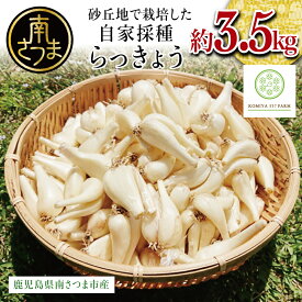 【ふるさと納税】【鹿児島県南さつま市産】期間限定！砂丘地で栽培した自家採種らっきょう 約3.5kg 野菜 旬 らっきょう サラダ 漬物 鹿児島県産 小宮ファーム 南さつま市 送料無料