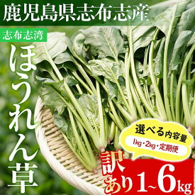 【ふるさと納税】【選べる内容量】【数量限定・訳あり】志布志湾ほうれん草(1kg or 2kg or 定期便)生でも食べられるほうれん草！サラダ おひたし お味噌汁 スムージー ほうれん草 ジュース ほうれんそう【そはら農園】