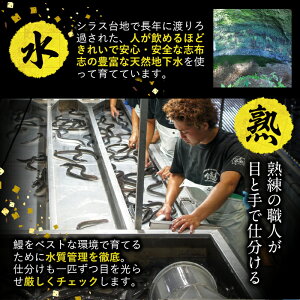 【ふるさと納税鹿児島県産!秘伝の特上スタミナうなぎ蒲焼き(2パック)ときざみ鰻(1パック)をタレ多めのハーフカットで!肝吸い3人前・タレ付き♪にんにく黒酢パワーで丸々太った美味しい鰻【有明淡水】A-285