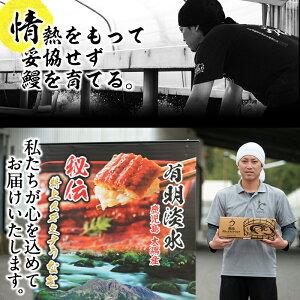 【ふるさと納税鹿児島県産!秘伝の特上スタミナうなぎ蒲焼き(2パック)ときざみ鰻(1パック)をタレ多めのハーフカットで!肝吸い3人前・タレ付き♪にんにく黒酢パワーで丸々太った美味しい鰻【有明淡水】A-285