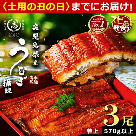 【ふるさと納税】【10営業日以内に発送】うなぎ養殖日本一！鹿児島県産うなぎ蒲焼 名水慈鰻 特上3尾(1尾190g以上)＜計570g以上＞たれ・山椒付き 鰻 ウナギ 3尾 国産 蒲焼 かばやき 冷凍 真空 真空パック 無頭 うな重 ひつまぶし【鹿児島鰻】