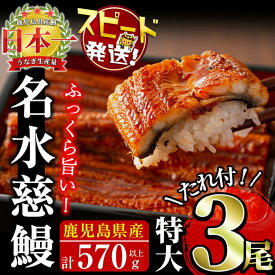 【ふるさと納税】うなぎ養殖日本一！鹿児島県産うなぎ蒲焼 名水慈鰻 特大3尾(1尾190g以上)＜計570g以上＞たれ・山椒付き 鰻 ウナギ 3尾 国産 蒲焼 かばやき 冷凍 真空 真空パック 無頭 うな重 ひつまぶし【鹿児島鰻】