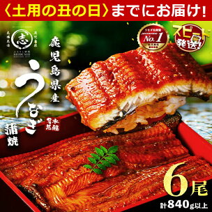 【10営業日以内に発送】うなぎ 養殖日本一！鹿児島県産うな...