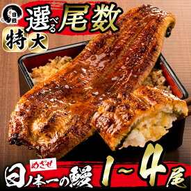 【ふるさと納税】＜期間限定規格＞【尾数が選べる！】うなぎ生産量日本一の鹿児島県産！日ノ本一の鰻の蒲焼き＜特大＞1尾〜4尾！うなぎ 鰻 ウナギ 1尾 2尾 3尾 4尾 蒲焼き かばやき 冷凍 うな重 ひつまぶし タレ 山椒【日鰻】