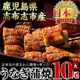 【ふるさと納税】鰻生産量日本一の鹿児島県産！うなぎの大楠＜大＞10尾セット計1.5kg(150g×10尾) うなぎ 鰻 ウナギ 国産 九州産 蒲焼き かばやき 冷凍 うな重 ひつまぶし タレ 山椒 真空パック ランキング【大楠鰻】f7-001