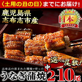 【ふるさと納税】鹿児島県産 うなぎの大楠＜中＞2尾〜10尾！うなぎ 鰻 ウナギ 2尾 4尾 5尾 10尾 国産 九州産 蒲焼き かばやき 冷凍 うな重 ひつまぶし タレ 山椒 真空パック ランキング 人気 【尾数が選べる！】【大楠鰻】