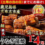 【丑の日までにお届け！7月10日入金まで】【尾数が選べる！】鹿児島県産 うなぎの大楠＜超特大＞1尾～4尾！うなぎ 鰻 ウナギ 1尾 2尾 4尾 国産 九州産 蒲焼き かばやき 冷凍 うな重 ひつまぶし タレ 山椒 真空パック ランキング 人気【大楠鰻】