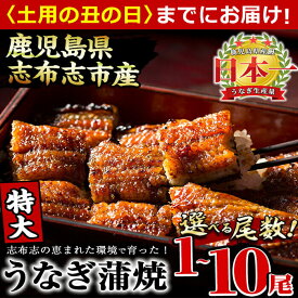 【ふるさと納税】鹿児島県産 うなぎの大楠＜特大＞1尾〜10尾！うなぎ 鰻 ウナギ 1尾 3尾 6尾 10尾 国産 九州産 蒲焼き かばやき 冷凍 うな重 ひつまぶし タレ 山椒 真空パック ランキング 人気 【尾数が選べる！】【大楠鰻】