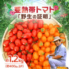 【ふるさと納税】＜選べる＞【2026年先行予約】 亜熱帯トマト 野生の証明 400g ～ 1.2kg トマト フルーツトマト ミニトマト プチトマト 甘い 野菜 サラダ おやつ おつまみ 亜熱帯 南国 美味しい 安田商店 鹿児島 奄美市 おすすめ ランキング プレゼント ギフト