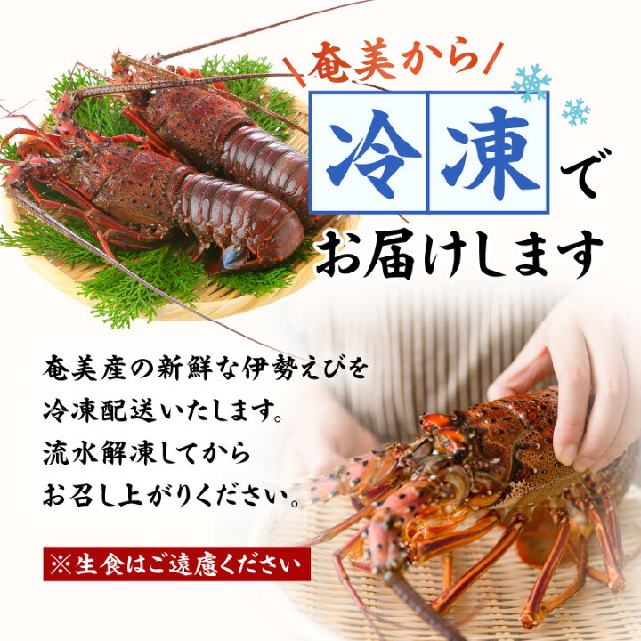 楽天市場】【ふるさと納税】 伊勢えび 約 1kg 以上 2尾 〜 3尾 期間  