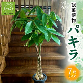 【ふるさと納税】【4月以降(九州地方から)発送】 観葉植物 パキラ 1鉢 7号 受け皿付き 約 3kg 三つ編み仕立て おしゃれ インテリア 癒し リラックス 自然 花言葉 幸福 快活 勝利 産地直送 雑貨 オフィス 開店 移転 祝い 贈り物 マニュアル同封 鹿児島県 南九州市 送料無料